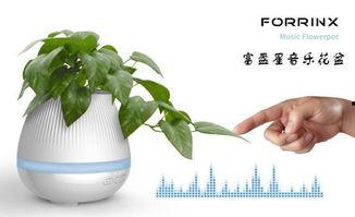 网红嫦娥 西红柿,西红柿下的浪漫邂逅